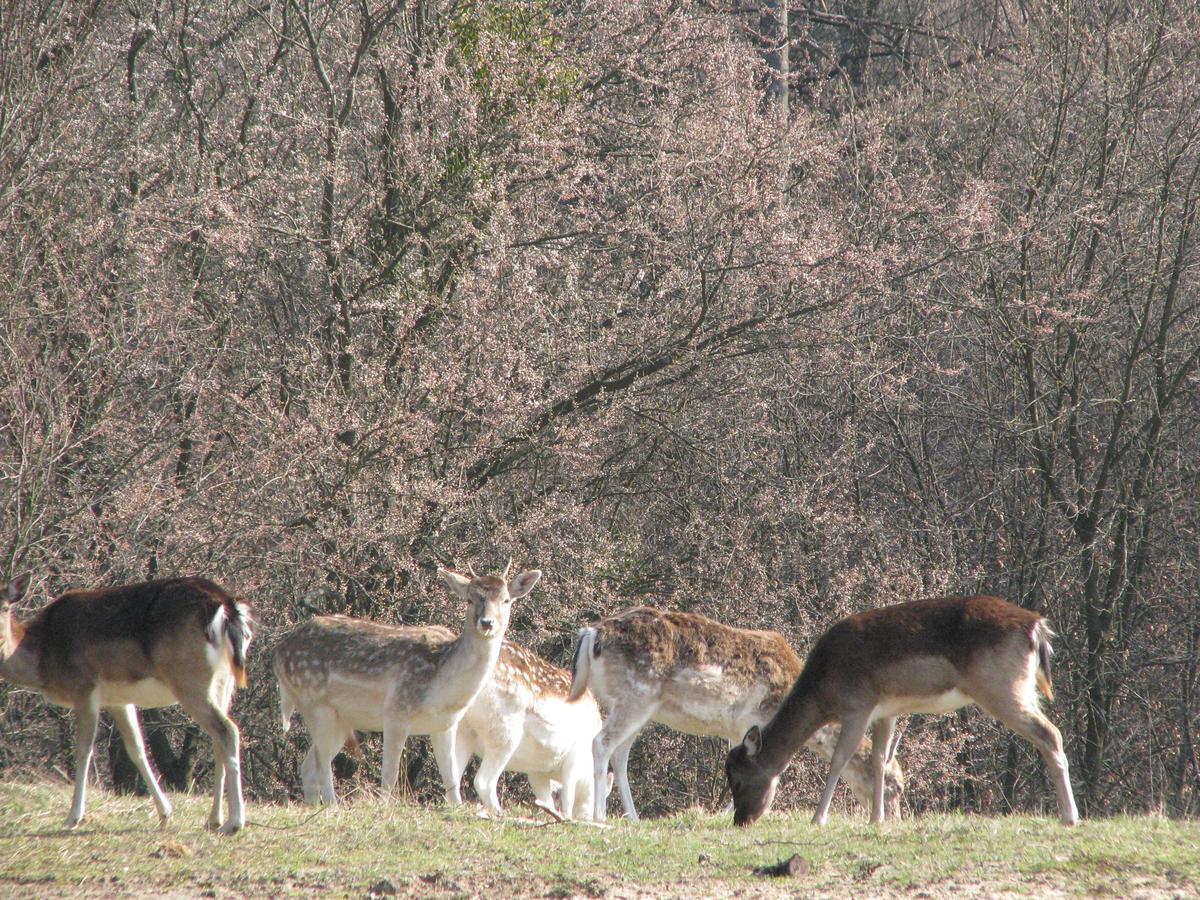 Rezydencja Nad Jeziorem Pestkownica Exterior foto